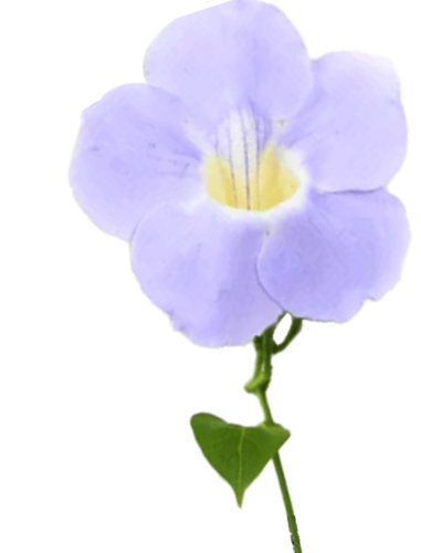 choose us image